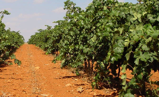 Aplicación de productos fitosanitarios por FERTIMANCHA Sea Mist