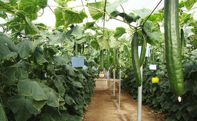 Aplicación de productos fitosanitarios por FERTIMANCHA Stones